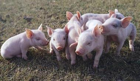 高温为什么会导致猪不吃食？猪不吃食怎么处理？