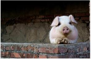 夏季如何做好育肥猪饲养管理？