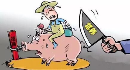 猪农的心声：养猪真会污染环境吗？不养猪该何去何从？