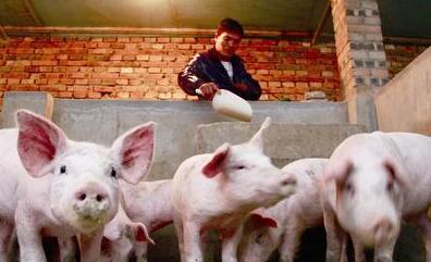 未来谁能养猪？谁才适合养猪？谁才有资格养猪？