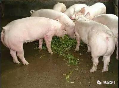 夏季猪群不吃食，找对原因才能轻松应对