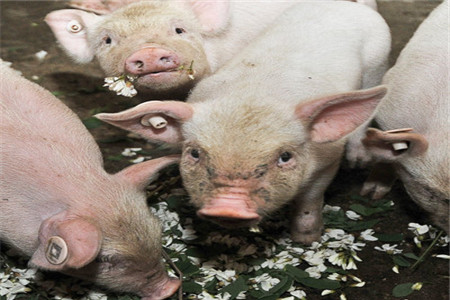养猪场日常用药误区，养殖户很多都会做错！