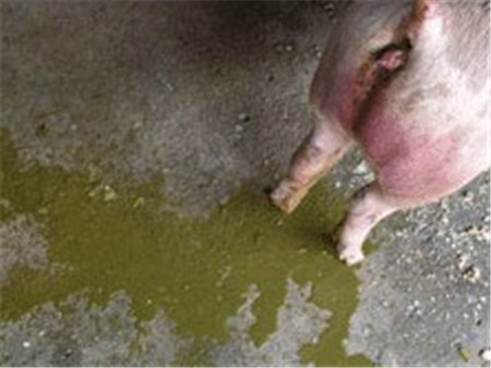 如何区分猪病毒性腹泻与细菌性腹泻？
