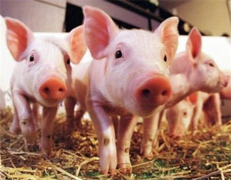 丹麦母猪死淘率降低至9%，其中哪些值得我们总结借鉴！