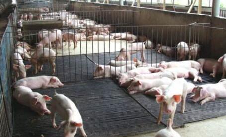 深圳市种猪场如期关闭，清理存栏猪11871头