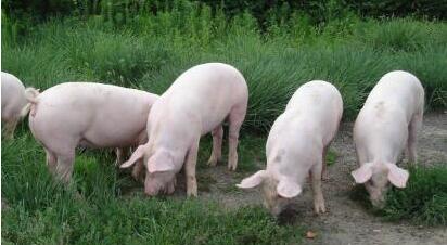 东北养猪业迎来利好！农业部：东北肉类将超全国总量15%