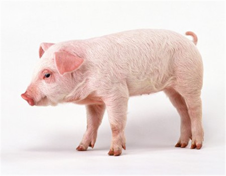 八月猪价将在13.7-14.3元间震荡 上半月要普遍高于下半月