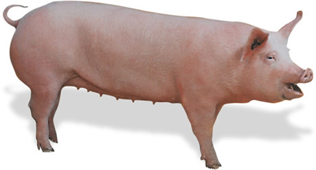 猪价行情如约回落 专家建议：有猪赶紧卖！