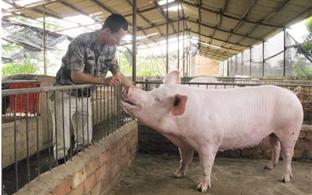 农村养猪人请注意：规模小于50头的猪场都关掉，你同意吗？