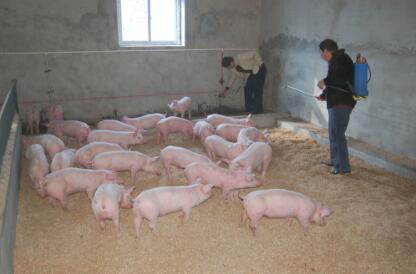 猪价最新预测，养猪利润与啥有关？猪价？猪重？