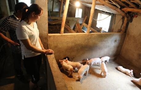 一个40多岁的农村妇女开始养猪，带贫困户致富