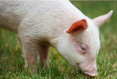 如何保护仔猪消化道正常功能来控制断奶腹泻？