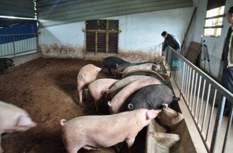 农业部：上半年全国饲料质量抽检合格率达96.43%