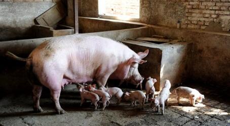 存栏下降猪价不升，因为大猪场效率比散养户高30%