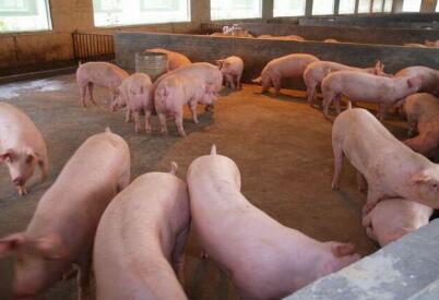 双汇对猪价判断失误，上半年损失1.6亿
