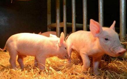17亿元进口肉凶猛来袭 北爱尔兰首次成功对华出口猪肉产品
