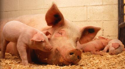 农业部：猪肉进口量将显著下降 3季度猪价将回升