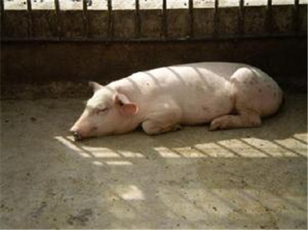 昌江环境整改中帮养猪场找买家，帮养殖户清理思想“污染源”