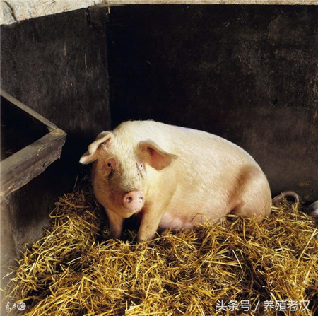 农村养猪：猪场清洁费时费力？如何让猪群定点排便？
