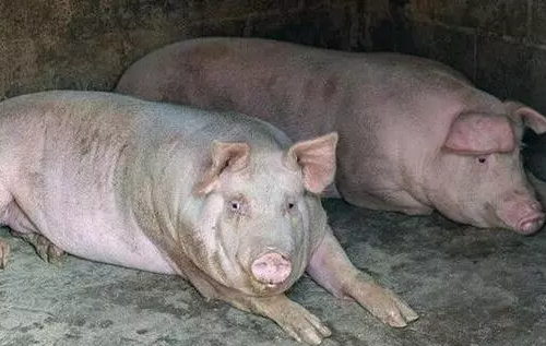 广安市：“生态猪”推动生猪养殖业转型升级
