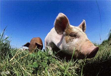 猪价果然继续上涨，8月下旬大概率反弹，说明了什么？