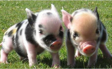 养猪杀猪的利润都在下降 可见企业光靠养猪已不行了