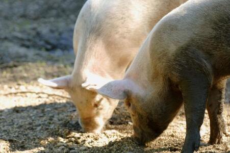 农村养猪：母猪每天该怎么喂料？喂多少才好？