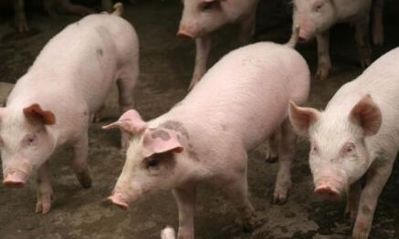 猪价果然继续上涨 8月下旬猪市大概率反弹说明了什么？