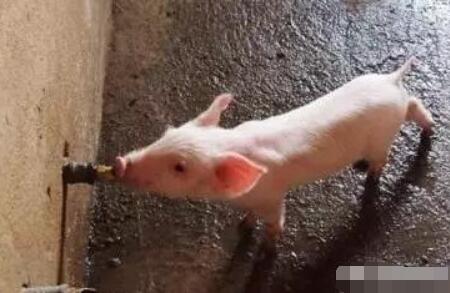 猪为什么不爱喝水？兽医教你解决办法！