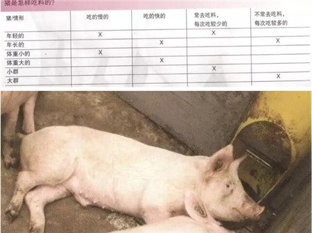 猪只吃料的学问——时间、饲料质量、方法
