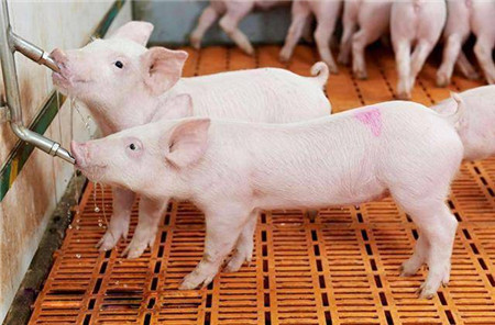 夏季喂猪的八项注意，养猪人你知道吗？