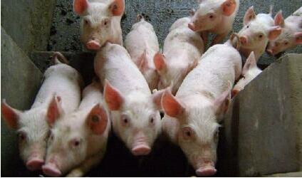 六个措施，有效控制夏季养猪场潮湿