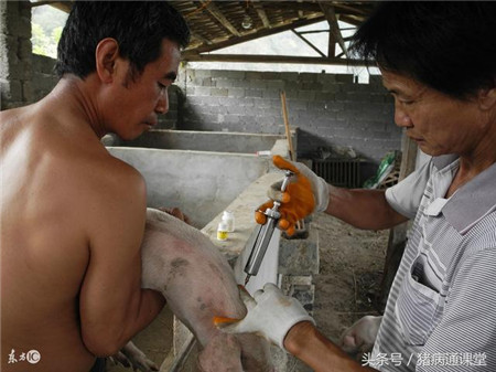 猪的疫苗与化学药物能否同时使用？