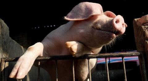 开学季，猪农要注意猪市集中出栏的惯性行为了！