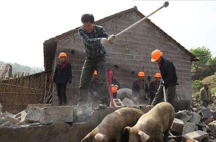 冯永辉：环保禁养拆迁猪场 可能导致猪价涨势不及预期