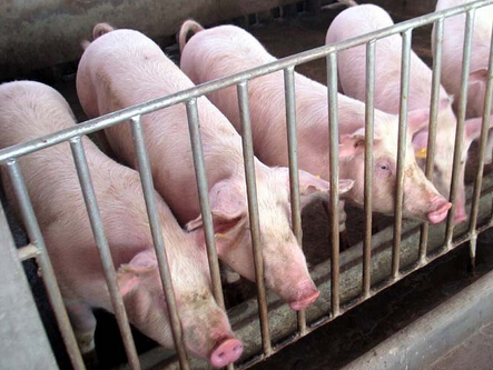 秋季母猪饲养管理与高发疫病链球菌病的防治