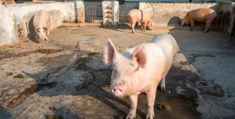 小散家庭猪场盈利的核心：母猪非生产天数很重要！