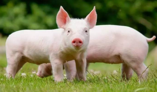 本周，国内生猪养殖龙头企业温氏股份和生猪屠宰龙头企业双汇发展在同一日发布半年报。