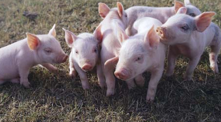 虽然猪价持续下跌了6个月，但当前生猪养殖仍处于正常的盈利水平，今年毕竟不是亏损的年份，所以养殖户一定要保持理性的看涨态度。