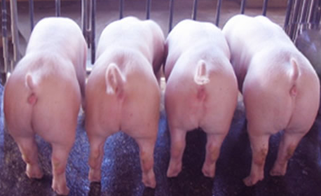 最近，和一些养殖朋友在交流的时候，想到一个问题：对于养猪户来讲，到底哪种养猪模式才是适合的？