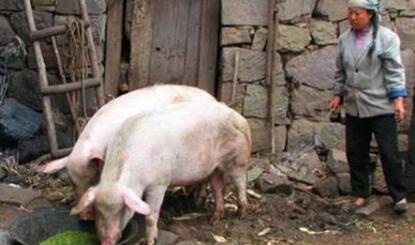 环保禁养、行情走低，以后小散户还能养猪吗？