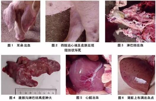 猪蓝耳病症状图片解剖图片