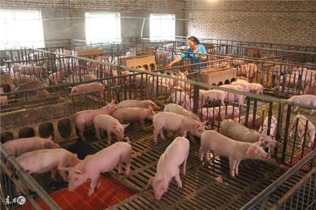在农村养猪做到这几点，猪不仅肥胖，而且永不生病