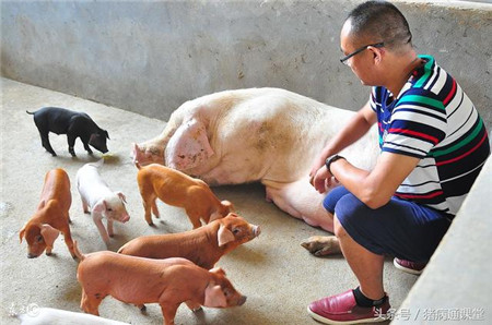 如何让病弱仔猪恢复健康，提升你的养猪效益！