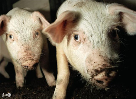 秋天猪传染性胸膜肺炎要警惕，它可能导致猪群死亡！