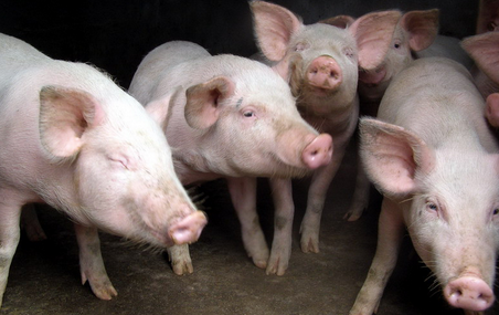 云南15名猪贩伪造检疫证贩卖越南生猪，涉嫌犯罪被批捕