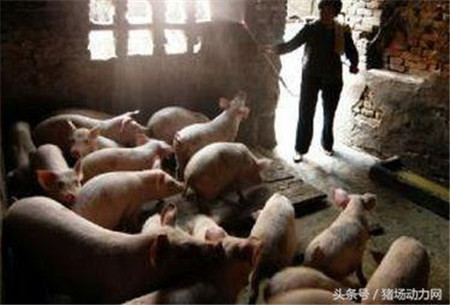 猪价再次起飞，家庭猪场会成为散户最后的救命稻草吗？