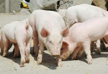 猪病治疗：猪腹泻的几种治疗方法