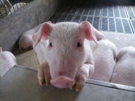 养猪小知识——石灰水治猪疫病