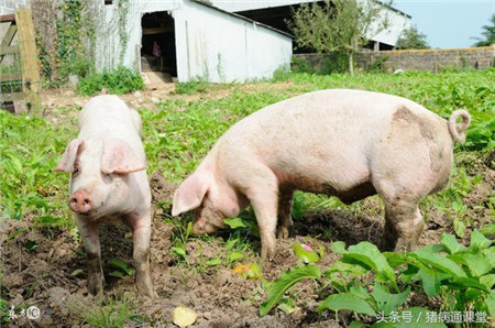 猪的配种方式有哪些？
